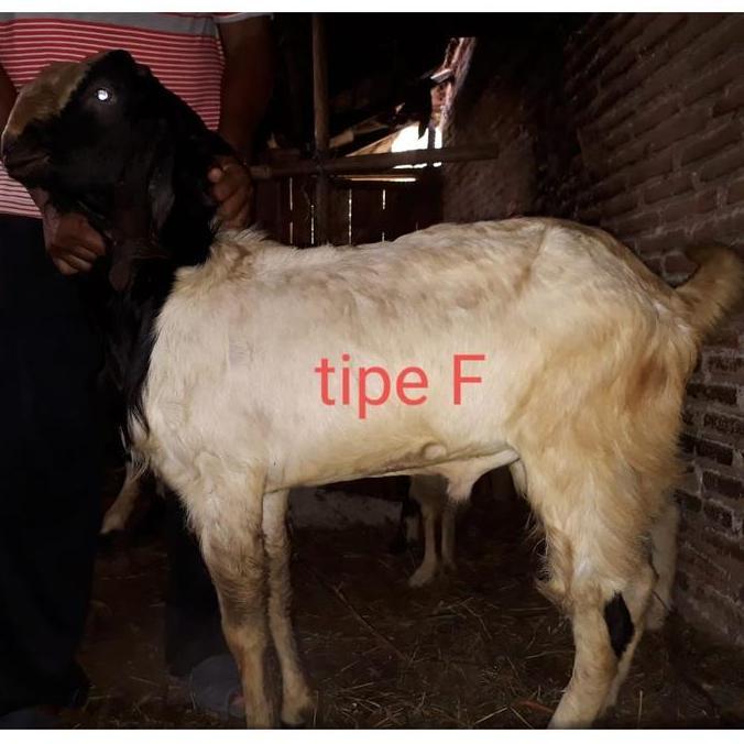 Hewan Qurban Kambing Domba Tipe F Gratis Ongkir Jabodetabek Murah