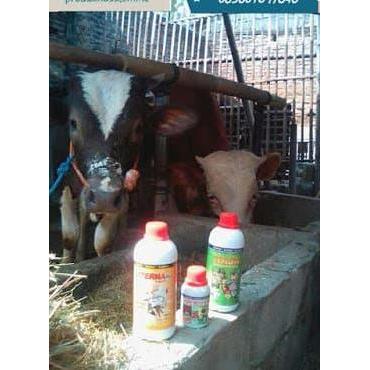 Paket Vitamin Ternak Penggemukan Sapi Potong / Organik Nasa