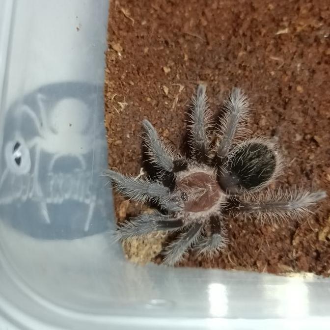 Tliltocatl Albopilosus Nicaragua - Albopilosum Female | Tarantula