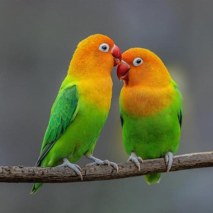 VHENOM MIXSEEDS Lovebird & Falk - Pakan Burung Berkualitas Tinggi Tanpa Biji Matahari Variasi Bijian