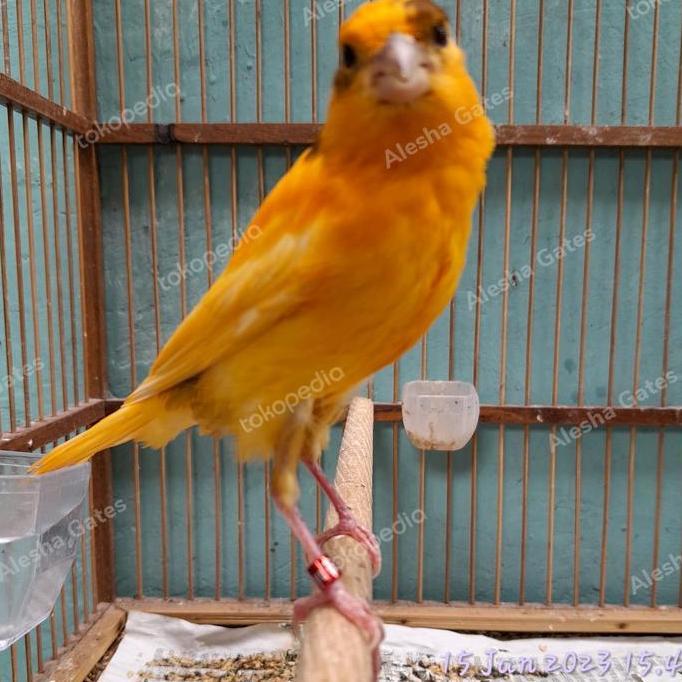F1YS MERLOK BIG SIZE LONG (YS X MERLOK) JANTAN RAJIN BUNYI ANTIK