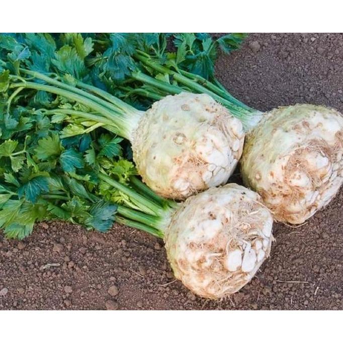 Benih Bibit Biji - Celeriac Monarch / Seledri Umbi Seeds - IMPORT
