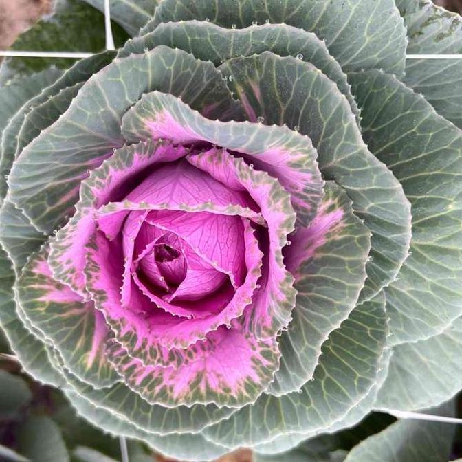 Benih Bibit Biji - Flowering Kale Crane Rose F1 Kale Ornamental Seeds - IMPORT - Kale Ornamental Can