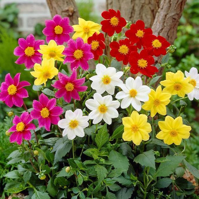 Benih Bibit Biji - Bunga Dahlia Dwarf Patio Mignon Flower Seeds