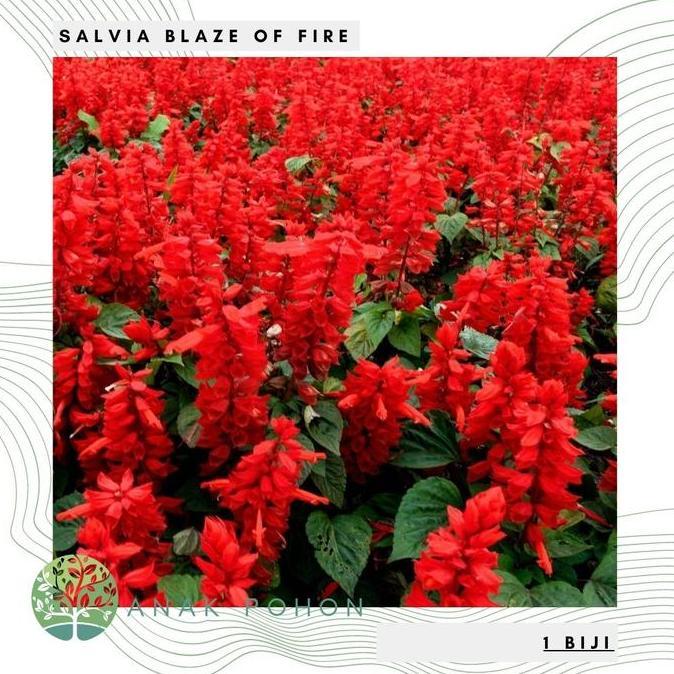 Benih Bibit Biji - Salvia Blaze of Fire Red Scarlet Sage (Salvia splendens) Flower Seeds - IMPORT