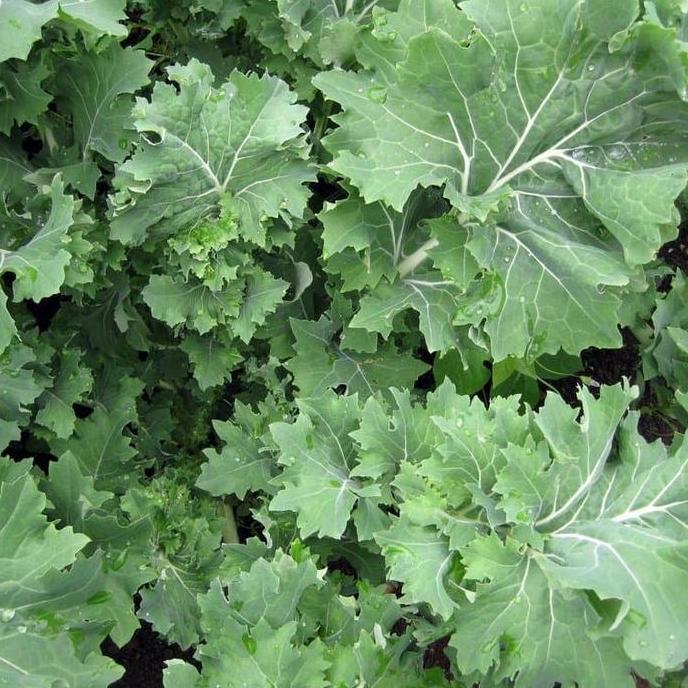 Benih / Bibit / Biji - Kale 'Siberian Dwarf' Seeds - IMPORT