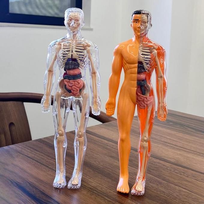 Human Body Anatomy Model/Mainan Dokter/Mainan Tengkorak /Human Organs/Mainan Edukasi Kedokteran/Main