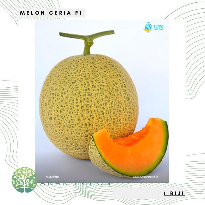 Benih Bibit Biji - Melon Ceria F1 Hibrida Sweet Rock Melon Seeds