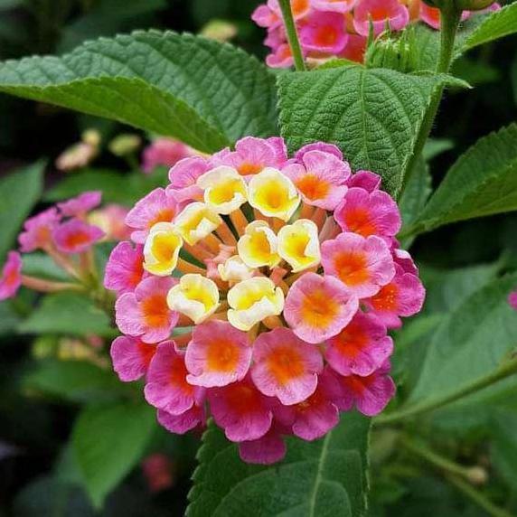 Benih Bibit Biji - Lantana Camara Bunga Tahi Ayam Tembelekan Flower Seeds - IMPORT