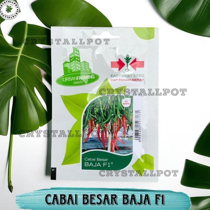 Benih Bibit Cabe Besar Baja F1 Cap Panah Merah - CABAI BESAR BAJA F1 EAST WEST SEED