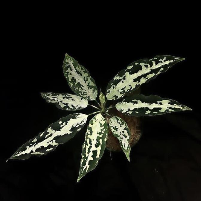 Jual tanaman hias aglonema pictum Aceh becolor _ _