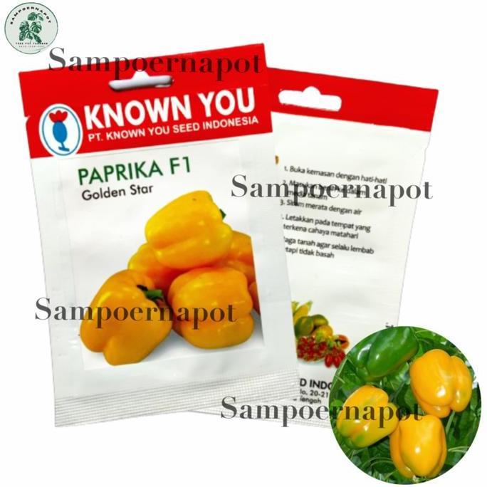 Benih Bibit Paprika F1 Kuning Golden Star Known You Seed - KYS PAPRIKA F1 GOLDEN STAR  Benih Paprika