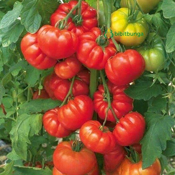 100 BUTIR BENIH TOMAT BEEF STEAK IMPORT
