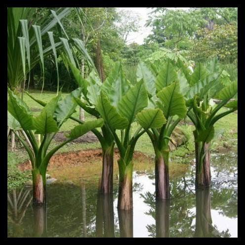 Promo / Tanaman Hias Pisang Amazon 1 Meter Up Typhonodorum Lindleyanum Optimal Untuk Dataran Rendah 