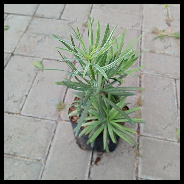 Promo / Tanaman Lohansung Variegata