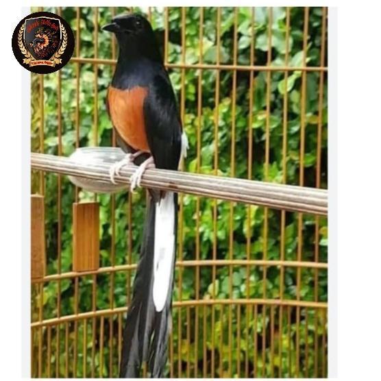 burung muray batu Medan ternakan ring gacor dor