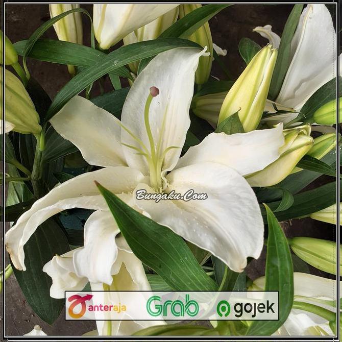 Flwrx- Bunga Lili Putih White Lily Fresh Segar Asli 5 Tangkai