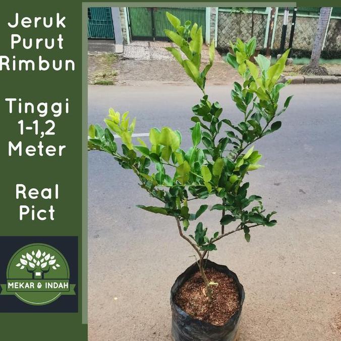 NEW POHON JERUK PURUT BESAR, TANAMAN JERUK PURUT RIMBUN ORI
