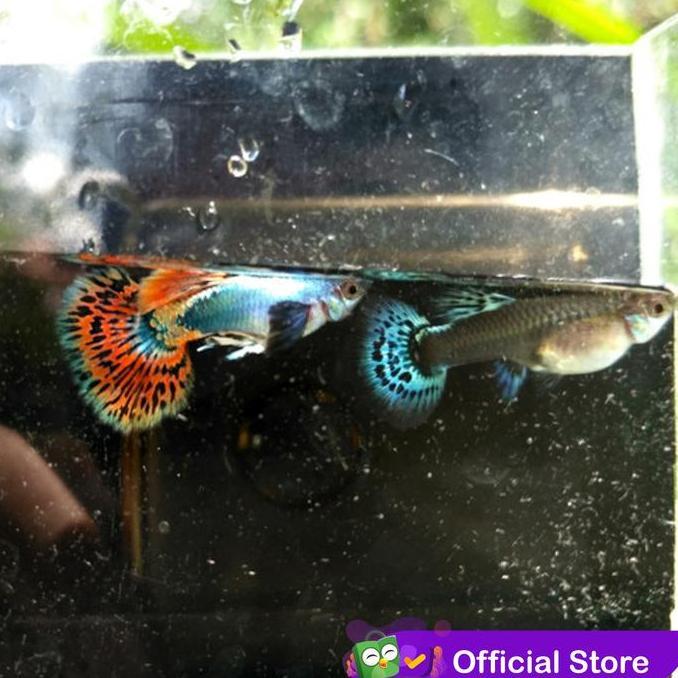 Pescare- Guppy Platinum Red Mozaik / Ikan Hias Air Tawar Aquascape