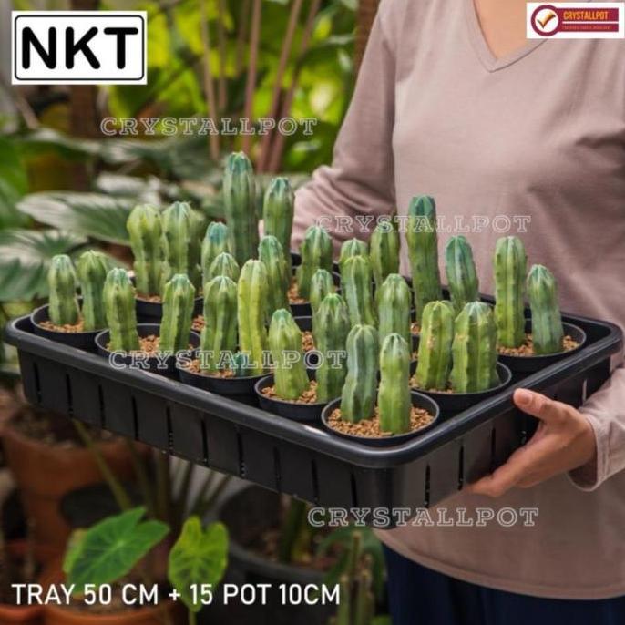 Evardoqueen - 1 Set Tray + 15 Pcs Pot Hitam 10Cm | Tray Pot Nkt 50Cm | Tray Semai Bibit