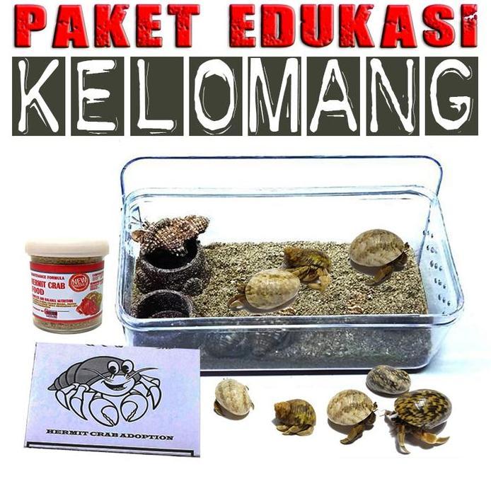 Paket edukasi mainan anak kelomang keong kumang umang kecil mini