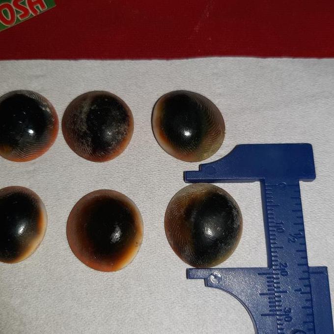 sepaket 10pcs keong buntet asli alam murah