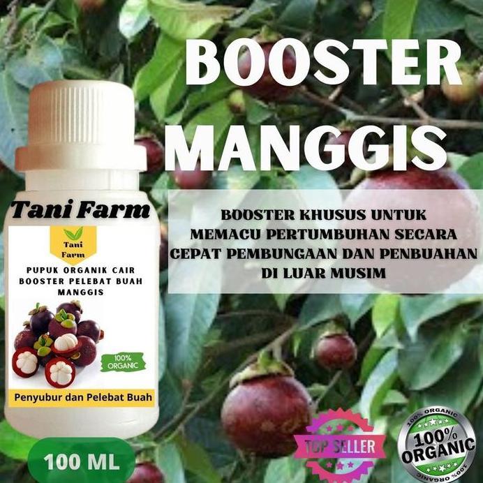 Pupuk Manggis Booster Cair Organik Pelebat Buah Manggis 100 ML