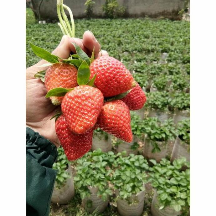 ( 600 Butir ) Benih Strawberry Mencir | Dataran Rendah