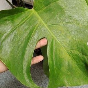 tanaman hias Daun - tanaman merambat - tanaman media air - tanaman Pohon monstera - monstera delicio