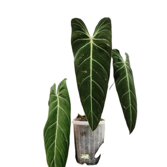 philodendron melanochrysum narrow form
