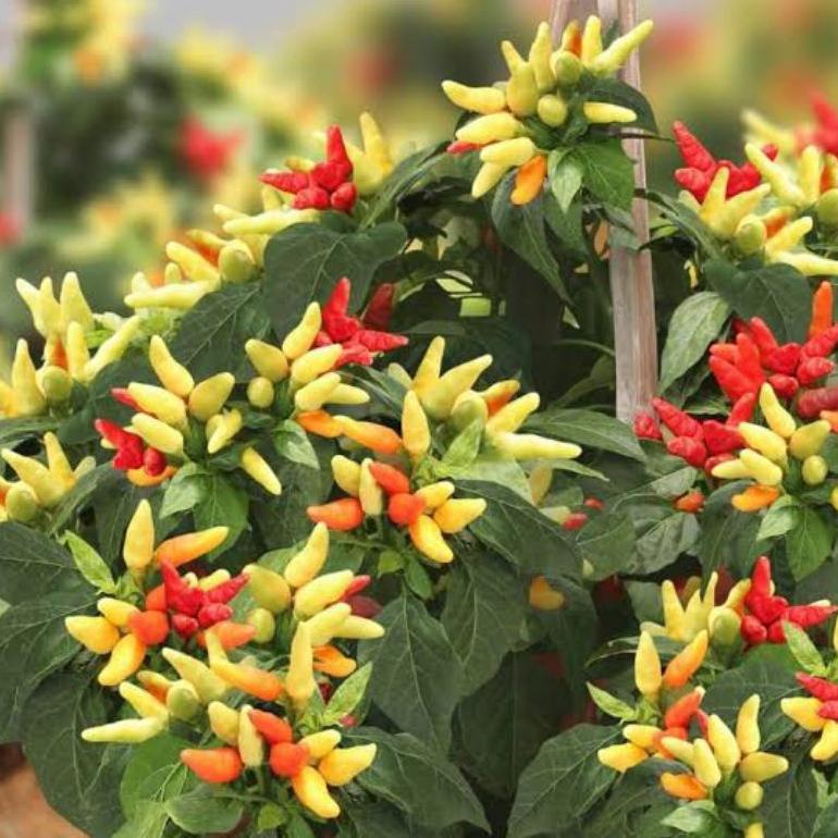 Promo Cod Benih Cabe Rawit Klaster Prentul 15 Biji Benih Cabe Prentul Klaster Bintang Asia ><