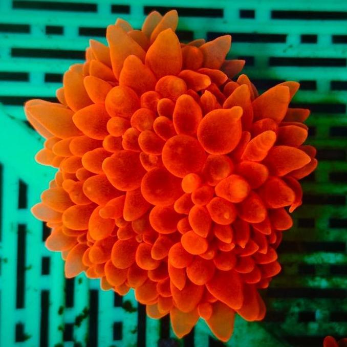 TERLARIS JAGUNG MERAH RED BUBBLE ANEMON ML SIZE AQUARIUM LAUT CANTIK MEWAH HIAS