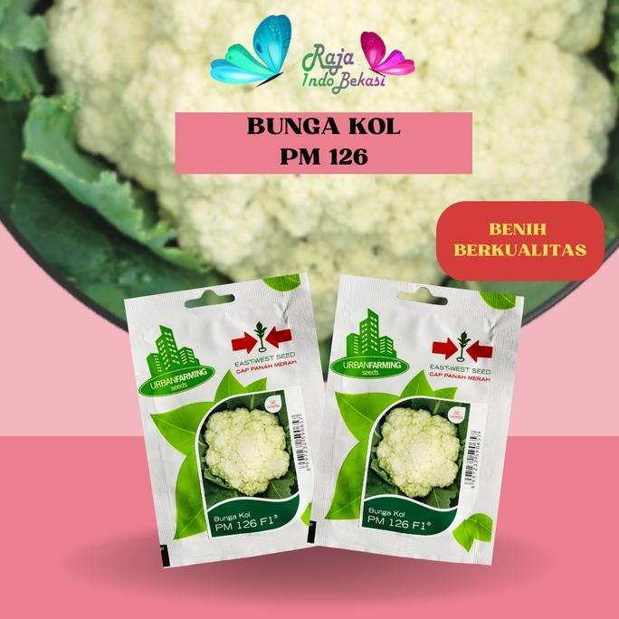 Benih Biji Bunga KOL Pm 126 Cap Panah Merah 50 Biji Kembang Kol Pm126 - Bukan Bunga Kol Ungu Hijau