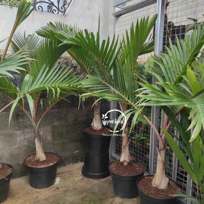 Palem Botol / Palm / Pohon Palem Botol