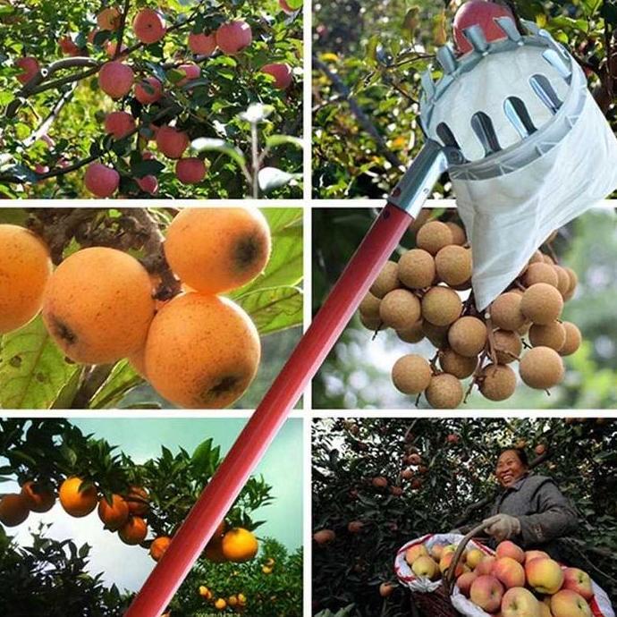 Parkz- Alat Ujung Galah Petik Buah Pemetik Buah Mangga Rambutan Jambu