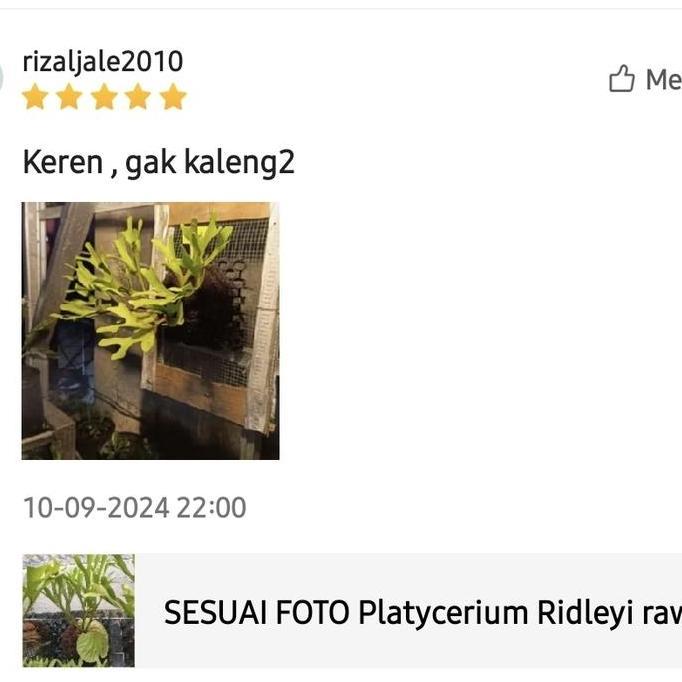 Essen- Platycerium Ridleyi / Simbar Menjangan / Tanduk Rusa Kalimantan