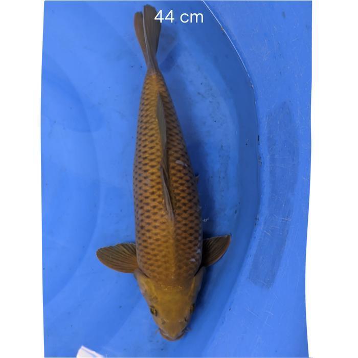 ikan koi Blitar / cemani farm / chagoi 003