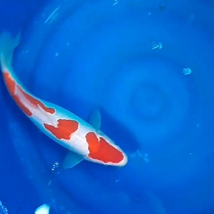 ikan koi kohaku doitsu murni