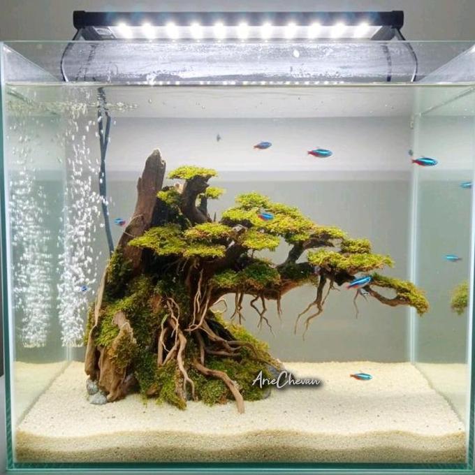 hiasan aquarium hardscape doyong rentek jumbo include moss untuk tank aquascape aquarium 60cm