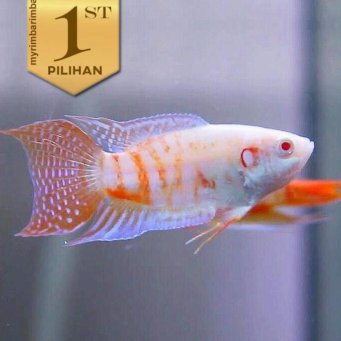 Sepat Paradise Albino Ikan Hias Aquascape Hiasan Aquarium Tanaman Air