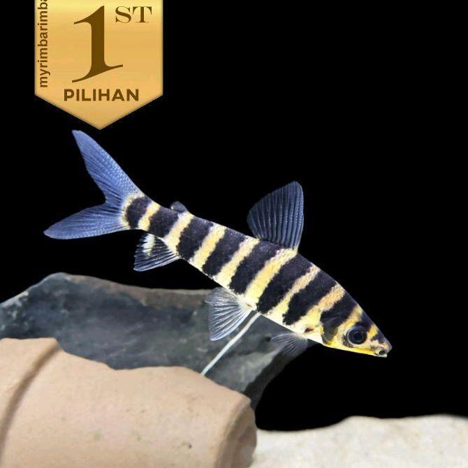 Leporinus Ikan Kaos Kaki Hiasan Aquarium Aquascape Tanaman Hias Air Tawar