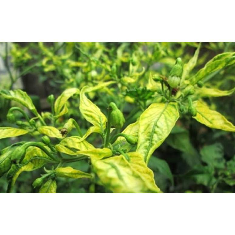 Promo Cod Pupuk Organik Cabai Anti Virus Keriting Obat Daun Menguning Cabe Atasi Daun Kuning Dan Ker