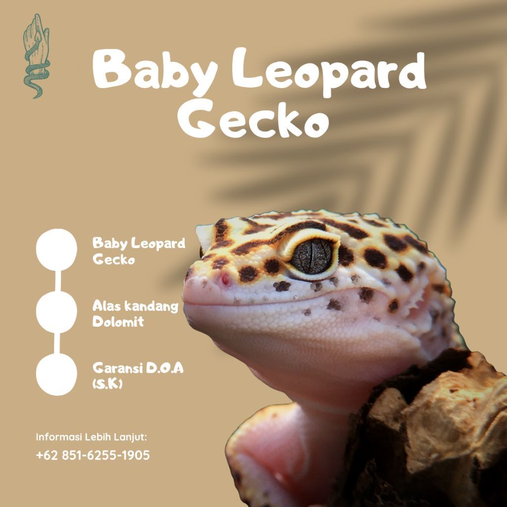 Baby Leopard Gecko Random