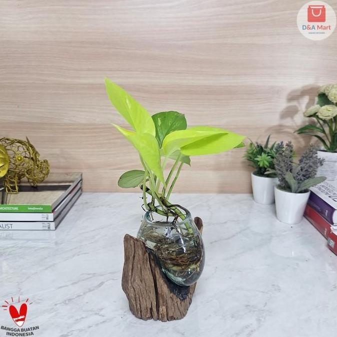 Vas Kaca Tiup Akar Kayu Kecil Pot Kaca Glass Wood Terrarium Home Decor BS