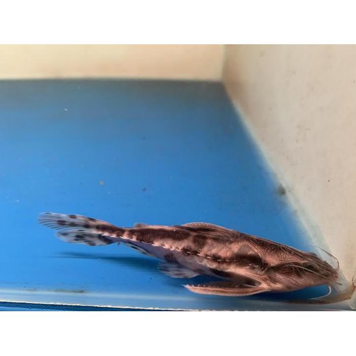 Hiasan Aquarium Irwini catfish