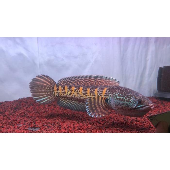 Channa Aurantimaculata bar simetris 20-22cm