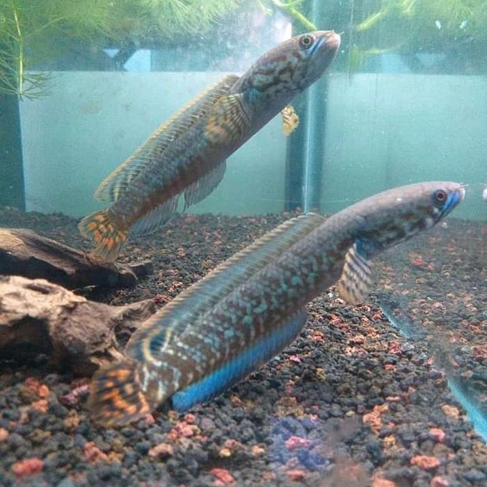 ikan hias chana channa bleheri rainbow sanke head pair (pasangan)