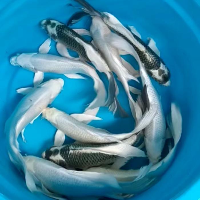 Ikan koi blitar slayer plainum,kabuto 30cm buterflay penari kolam
