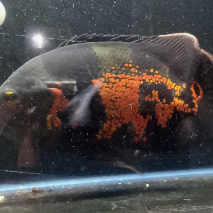 Hiasan Aquarium Ikan Oscar Tiger God Marking Big Size Ikan Hias