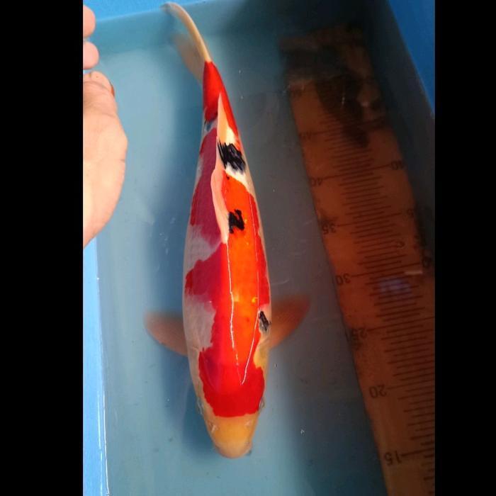 ikan koi blitar SANKE oready chagoi showa goshiki KOHAKU  dll
